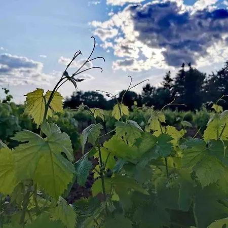 Marigny * Villeneuve-les-Maguelonne